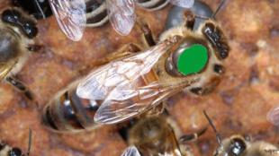 Queen Bee marked with green dot
