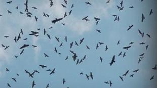 A Flock of Raptors