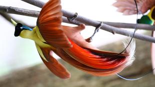 A Red Bird-of-Paradise swings beneath a branch, showing its long sweeping red wing feathers and tail