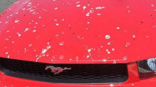 Red Mustang with bird poop
