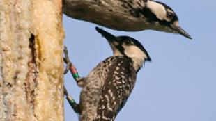 A Pair of Red-Cockaded Woodpeckers