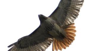Red-Tailed Hawk in Flight