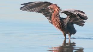 Reddish Egret standing in water with its wings raised and outstretched
