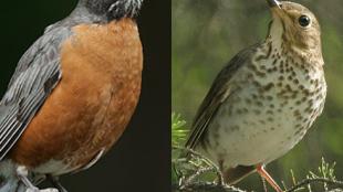 American Robin (L) and Swainson's Thrush (R)