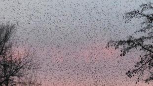 American Robins flocking en masse