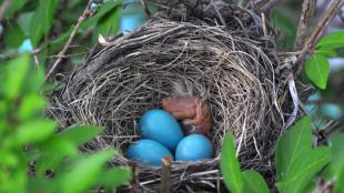 American Robin nest with babies and eggs