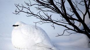 Rock Ptarmigan in winter white plumage, sitting in snow