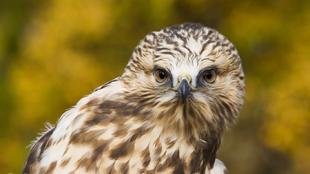Rough-legged Hawk