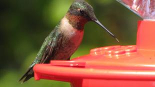 Ruby-throated Hummingbird at feeder