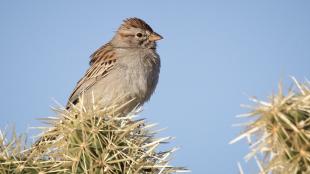 Rufous-winged Sparrow perched atop a cactus against a clear blue sky