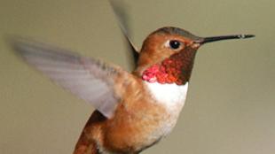 Rufous Hummingbird in flight