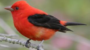 Scarlet Tanager