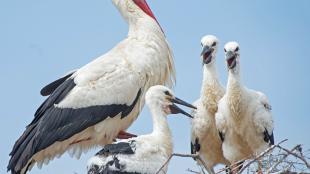A White Stork standing in its nest with three chicks. The parent has a white body, with black on its wings, and red legs and long red beak. The White Stork chicks have dark beaks.