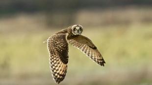 Short-eared Owl in flight