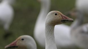 Snow Geese