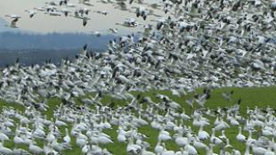 A Flock of Snow Geese
