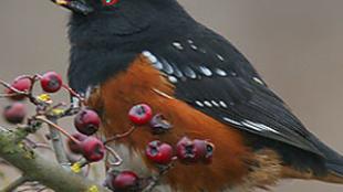 Spotted Towhee