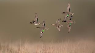Green-winged Teal in flight
