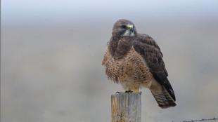 Swainson's Hawk