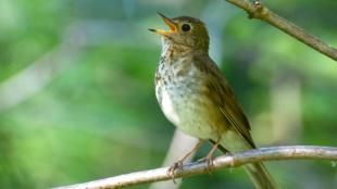 Swainson's Thrush Singing