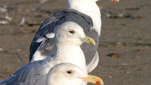 3 gull species: Western, Thayer's, Glaucous-wing Gulls (top to bottom)