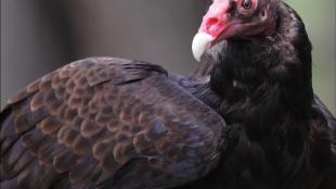 Turkey Vulture