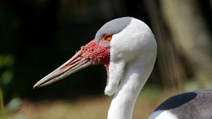 White long-necked bird with long sharp beak and a wattle of skin beneath its chin