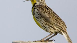 Singing Western Meadowlark