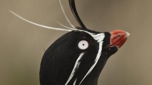 Whiskered Auklet