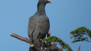 White-crowned Pigeon sits on a branch, with clear blue sky background