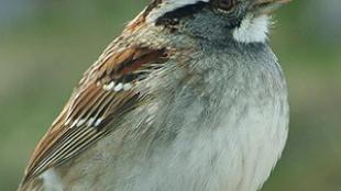 A White-throated Sparrow