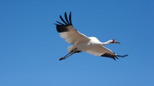Whooping Crane in flight
