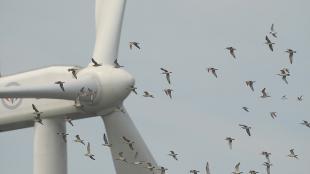 Changua Coast wind turbine with birds flying nearby