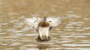 Wood Duck female