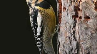 Yellow-bellied Sapsucker