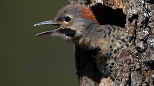 Yellow-shafted Flicker baby