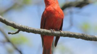 Summer Tanager, male