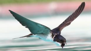 Swallow flying drinking