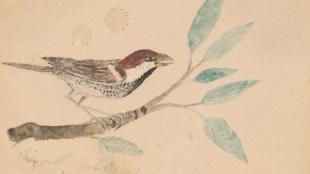 Sketch of a sparrow by a young Theodore Roosevelt