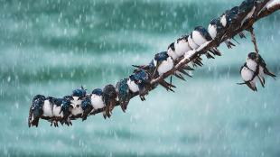 Tree Swallows huddled next to each other on a snowy branch 