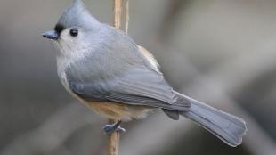 Tufted Titmouse showing its grey back and perky little crest. It's perched on a branch and looks ready for takeoff.