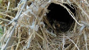 Verdin's winter nest