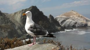 Western Gull standing on a rock against an mountainous coastline.