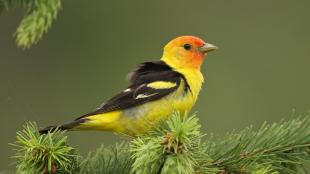 Western Tanager sitting on evergreen branch, and showing its bright yellow head and breast, black wings, and orange face