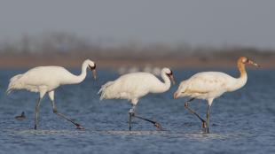 Whooping Crane family in tidelands