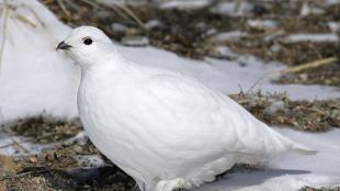 White-tailed Ptarmigan in snow-melt