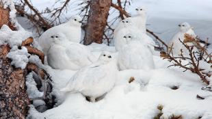 Flock of White-tailed Ptarmigan in snow