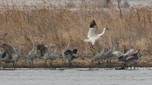 Whooping Crane with Sandhill Cranes on the Platte River