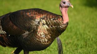 Wild Turkey