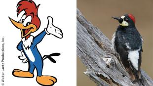 Woody Woodpecker and an Acorn Woodpecker